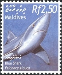 Colnect-961-877-Blue-Shark-Prionace-glauca.jpg