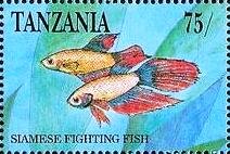 Colnect-6028-080-Siamese-Fighting-Fish-Betta-splendens.jpg