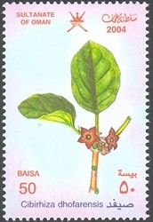 Colnect-1541-185-Cibirhiza-dhofarensis.jpg