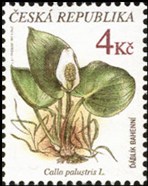 Colnect-436-263-%C4%8E-aacute-bl-iacute-k-bahenn-iacute--CALLA-PALUSTRIS-L.jpg