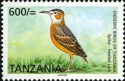 Colnect-1690-914-Spike-heeled-Lark-Chersomanes-albofasciata.jpg
