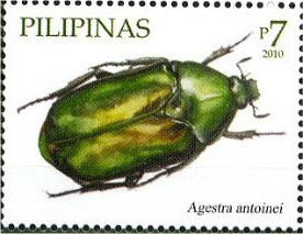 Colnect-2853-287-Beetle-Agestra-antoinei.jpg