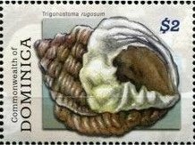 Colnect-3281-348-Rugose-Nutmeg-Trigonostoma-rugosum-.jpg