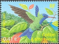 Colnect-517-949-Blue-headed-Hummingbird-Cyanophaia-bicolor.jpg