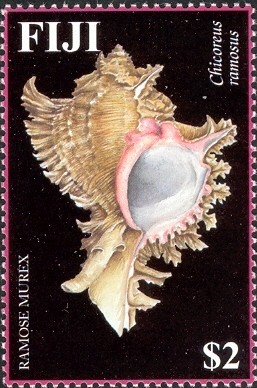Colnect-1612-921-Ramose-Murex-Chicoreus-ramosus.jpg