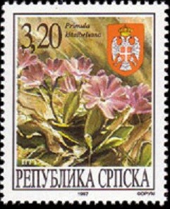 Colnect-569-601-Primula-Kitaibeliania.jpg