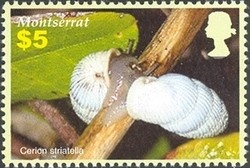 Colnect-1530-086-Peanut-Snail-Cerion-striatellum.jpg