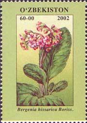 Colnect-824-011-Bergenia-hissarica-Boriss.jpg