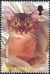 Colnect-1538-357-Abyssinian-Felis-silvestris-catus.jpg
