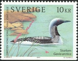Colnect-546-174-Black-throated-Loon-Gavia-arctica.jpg