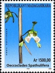 Colnect-1458-398-Oeccoclades-Spathulifera.jpg