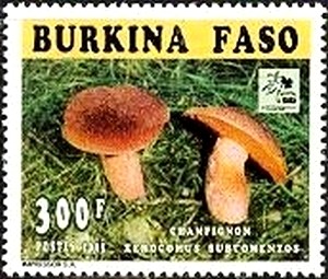 Colnect-2081-054-Xerocomus-subtomentos.jpg