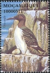 Colnect-1486-303-Common-Murre-Uria-aalge.jpg