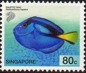 Colnect-2188-615-Palette-Surgeonfish-Paracanthurus-hepatus.jpg