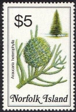 Colnect-2167-365-Araucaria-heterorphilla---Norfolk-Island-pine.jpg