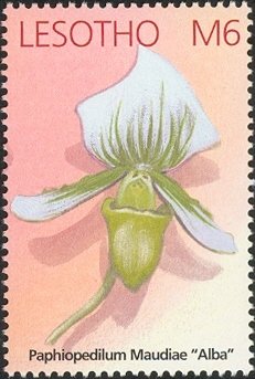 Colnect-1618-181-Paphiopedilum-Maudiae--Alba-.jpg