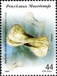 Colnect-1455-183-Lake-Ohrid-plants---Surirella-spiralis.jpg