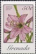 Colnect-4049-586-Hippeastrum-Puniceum.jpg