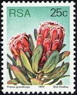 Colnect-772-841-Princess-protea-Protea-grandiceps.jpg