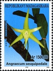 Colnect-1458-399-Angraecum-sesquipedale.jpg