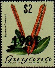 Colnect-4736-714-Norantea-guianensis.jpg