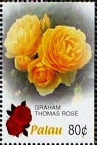 Colnect-5861-886-Graham-Thomas-rose.jpg
