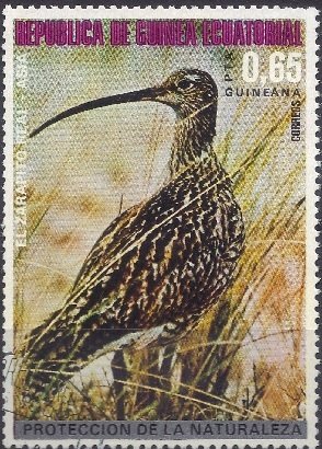 Colnect-1673-276-Whimbrel-Numenius-phaeopus.jpg