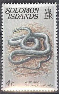 Green-Tree-Snake-Dendrelaphis-calligaster.jpg
