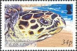 Colnect-1425-791-Hawksbill-Turtle-Eretmochelys-imbricata.jpg