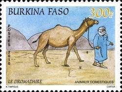 Colnect-1428-056-Dromedary-Camelus-dromedarius.jpg