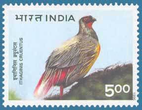 Colnect-554-185-Blood-Pheasant%C2%A0Ithaginis-cruentus.jpg