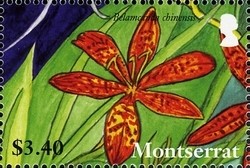 Colnect-1524-204-Lilies-of-Montserrat---Belamcanda-chinensis.jpg