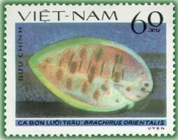 Colnect-1160-435-Oriental-Sole-Brachirus-orientalis.jpg