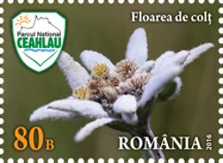 Colnect-3582-245-Edelweiss-Leontopodium-alpinum.jpg