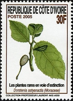 Colnect-1058-096-Dorstenia-astyanactis.jpg
