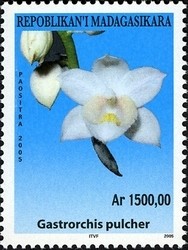 Colnect-1458-404-Gastrorchis-pulcher.jpg