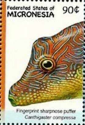 Colnect-5692-959-Canthigaster-compressa.jpg