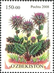 Colnect-845-347-Cousinia-butkovii-Tscherneva-et-Vved.jpg