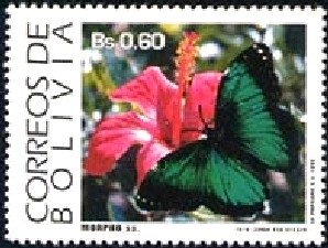 Colnect-2102-194-Butterfly-Morpho-sp.jpg