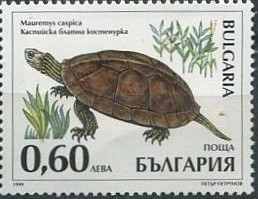 Colnect-1818-301-Caspian-Turtle-Mauremys-caspica.jpg