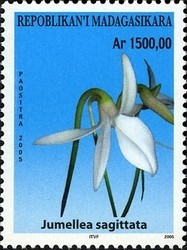 Colnect-1458-405-Jumellea-sagittata.jpg