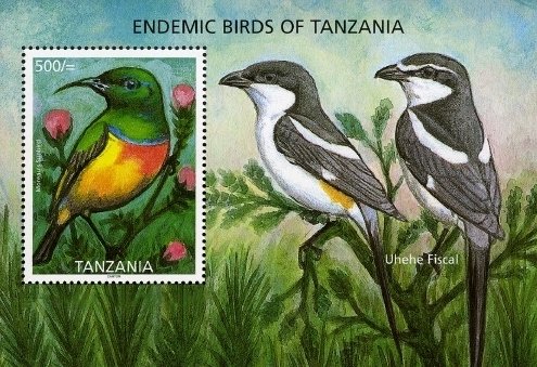 Colnect-1690-912-Moreau-s-Sunbird-Nectarinia-moreaui.jpg