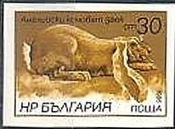 Colnect-1795-906-English-Ram-Oryctolagus-cuniculus-forma-domestica---Imperf.jpg