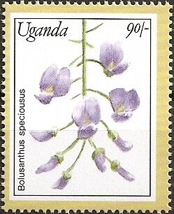 Colnect-5627-187-Bolusanthus-Speciousus.jpg