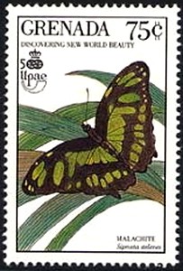 Colnect-2172-439-Malachite-Butterfly-Siproeta-stelenes.jpg