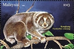 Colnect-1437-423-Greater-Slow-Loris-Nycticebus-coucang.jpg
