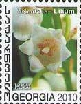 Colnect-1107-680-Lilium.jpg