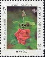 Colnect-447-980-Rose.jpg