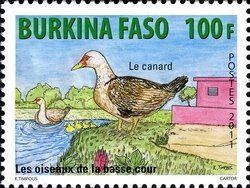 Colnect-1428-059-Domestic-Duck-Anas-platyrhynchos-domestica.jpg
