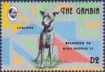 Colnect-2339-157-Lurcher-Canis-lupus-familiaris.jpg